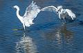 Snowy Egret-11